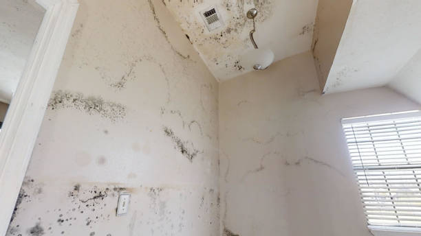 Best Real Estate Mold Inspection  in Maywood, NJ