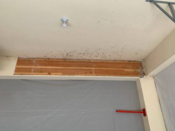 Best Attic Mold Removal  in Maywood, NJ