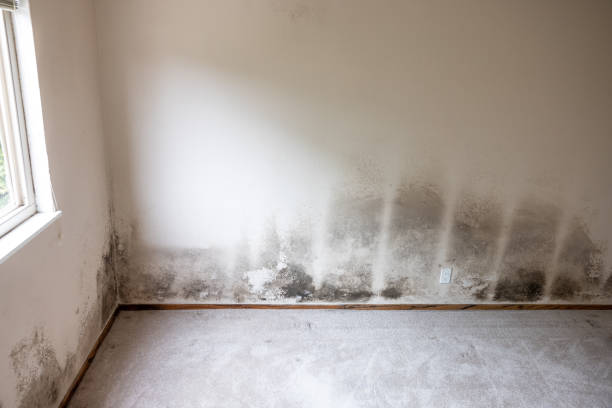 Best Mold Prevention Services  in Maywood, NJ