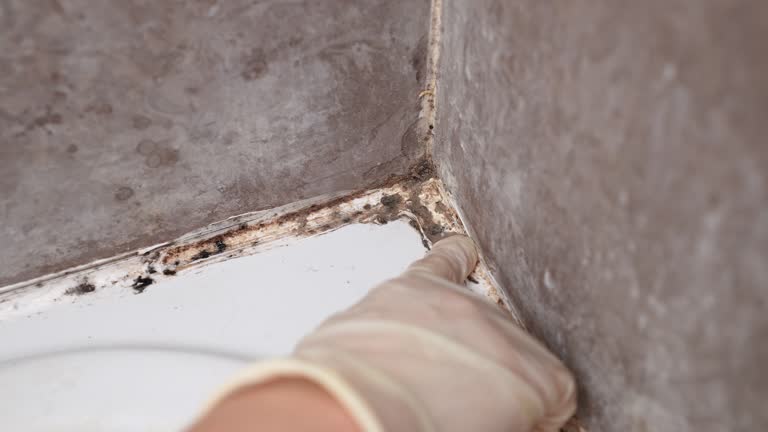 Best Mold-Related Health Consultation  in Maywood, NJ