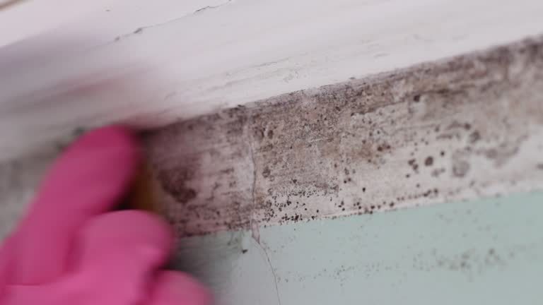 Best Black Mold Removal  in Maywood, NJ